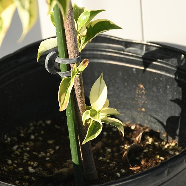 常緑ヤマボウシ 苗 【斑入り常緑ヤマボウシ】約1.5m ポット苗 : 苗木の