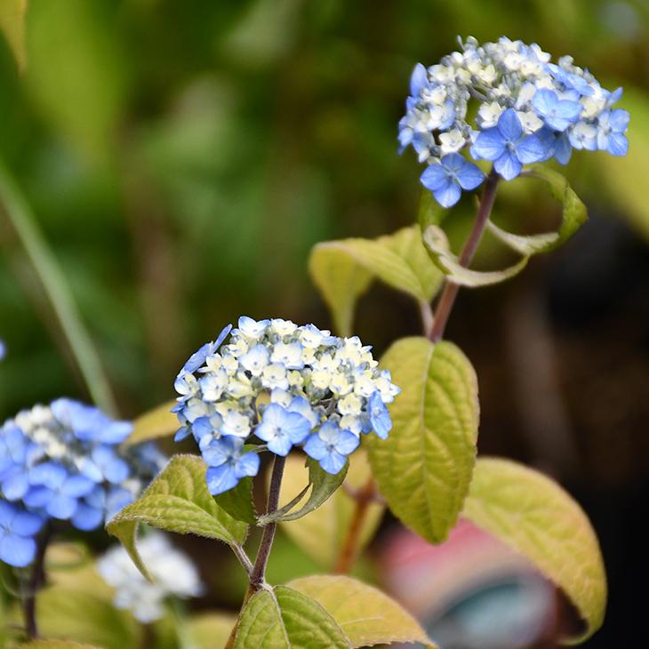 アジサイ 山紫陽花 苗 【津江の小でまり】 幼苗 : 苗木の専門店