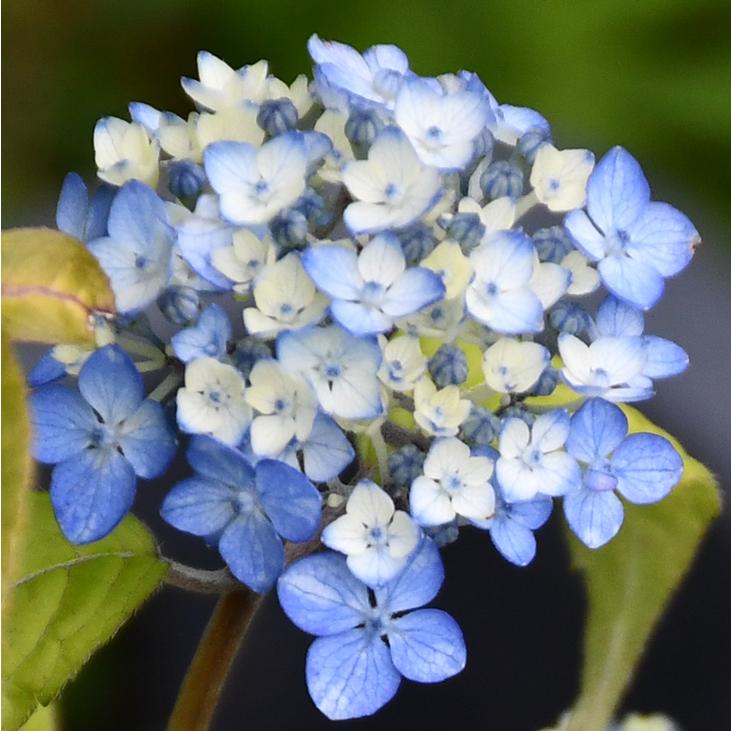 アジサイ 山紫陽花 苗 【津江の小でまり】 幼苗 : 苗木の専門店