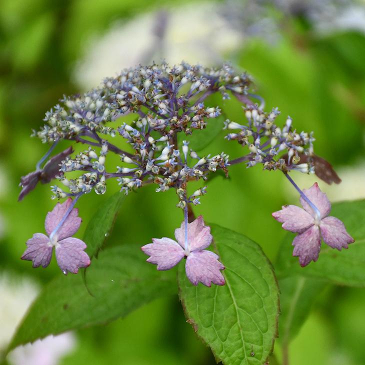 アジサイ 山紫陽花 苗 【美里桜】 幼苗 : 苗木の専門店 グリーンでGO