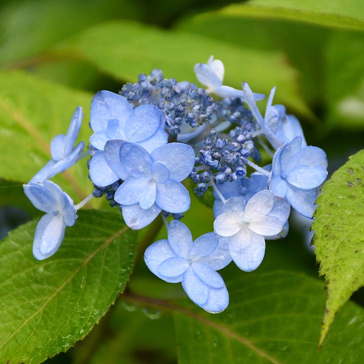 アジサイ 山紫陽花 苗 【八重咲海峡】 5号ポット苗 : 苗木の専門店
