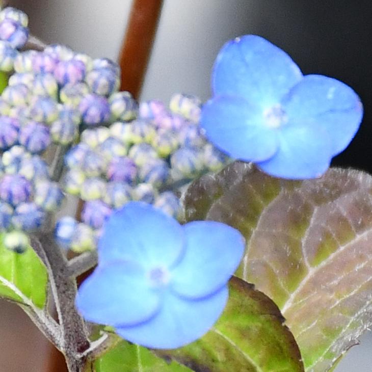 アジサイ 山紫陽花 苗 【津江の紅鶴】 幼苗 : 苗木の専門店 グリーンで