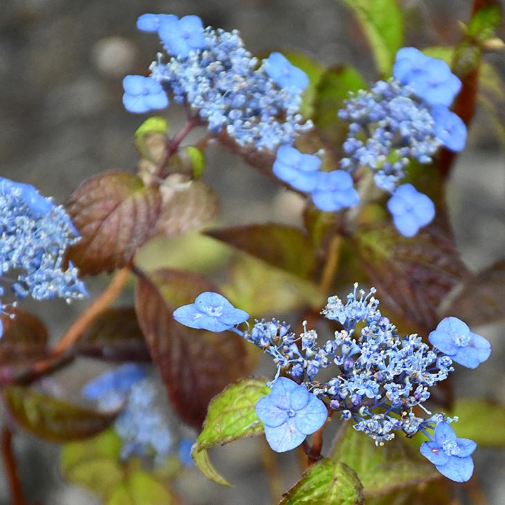 アジサイ 山紫陽花 苗 【津江の紅鶴】 幼苗 : 苗木の専門店 グリーンで