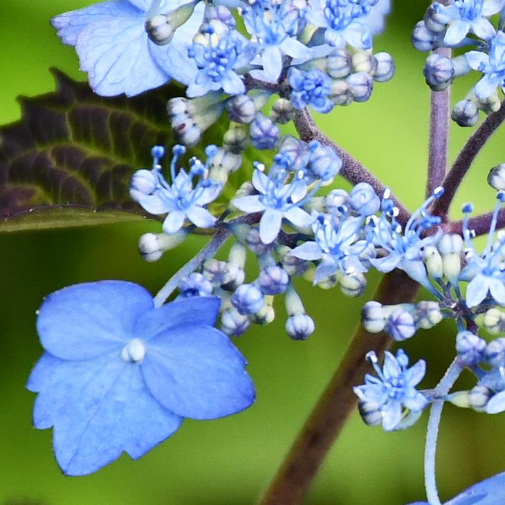 山紫陽花苗 楽天市場】アジサイ 山紫陽花 苗 【久住の舞】 幼苗 山アジサイ