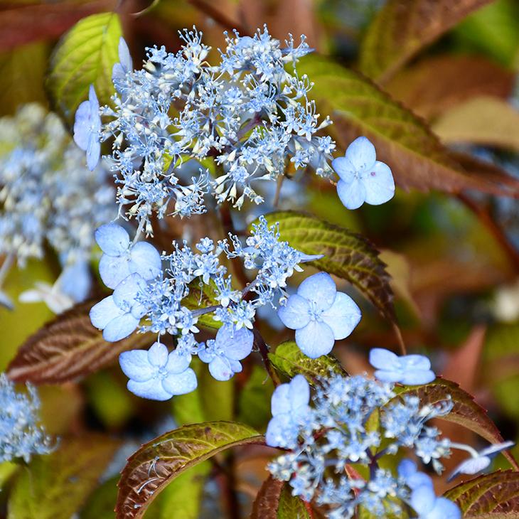 アジサイ 山紫陽花 苗 【紫音】 幼苗 : 苗木の専門店 グリーンで