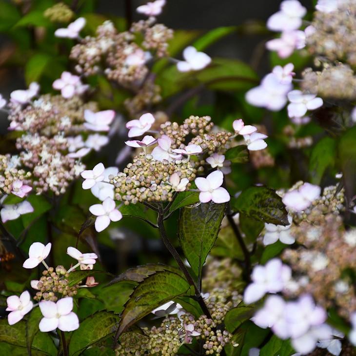 アジサイ 山紫陽花 苗 紅剣 5号ポット苗 Tn06 2n001 01 苗木の専門店 グリーンでgo 通販 Yahoo ショッピング