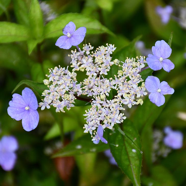 アジサイ 山紫陽花 苗 【瀬戸の月】 幼苗 : 苗木の専門店 グリーンでGO