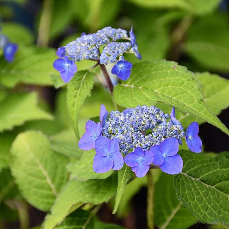 アジサイ 山紫陽花 苗 【豊前の紺色】 幼苗 : 苗木の専門店 グリーンで