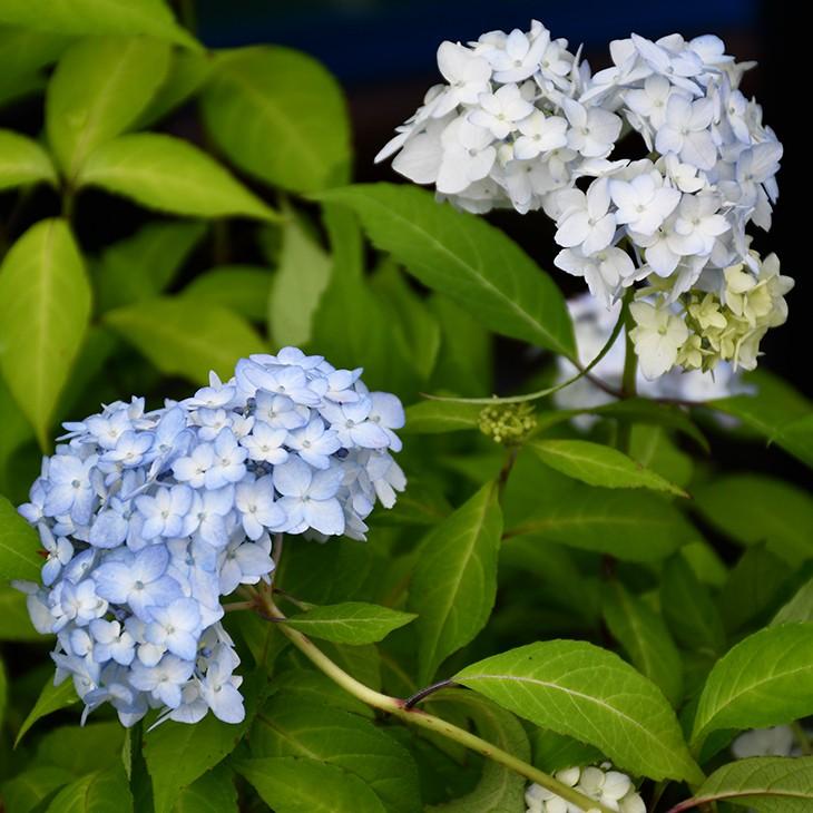 アジサイ 山紫陽花 苗 舞妓 5号ポット苗 Tn06 A36n001 01 苗木の専門店 グリーンでgo 通販 Yahoo ショッピング