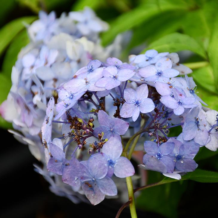 アジサイ 山紫陽花 苗 【舞妓】 5号ポット苗 : 苗木の専門店 グリーン