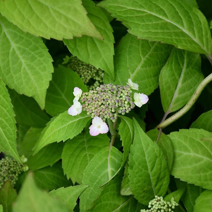 アジサイ 山紫陽花 苗 小田虹 5号ポット苗 Tn06 A38n001 01 苗木の専門店 グリーンでgo 通販 Yahoo ショッピング