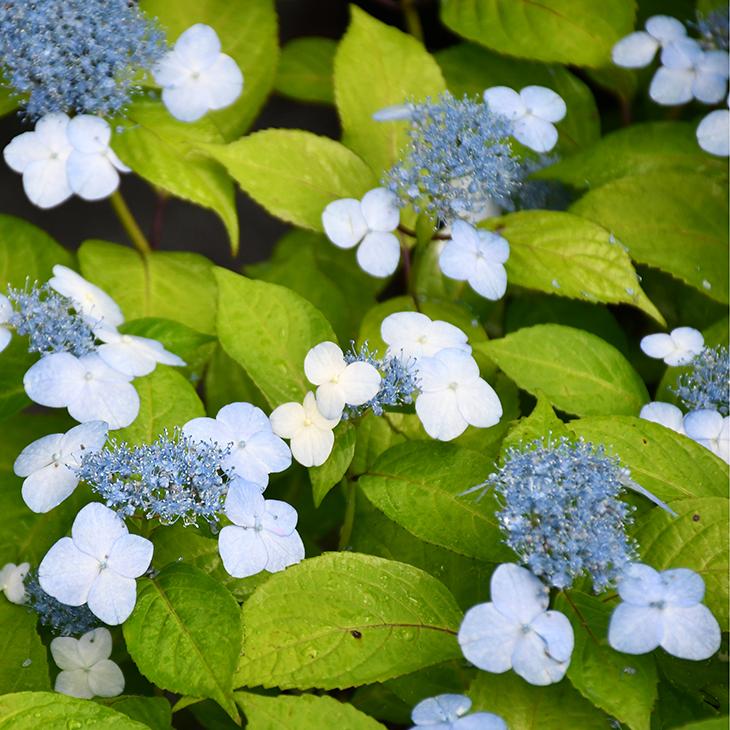 アジサイ 山紫陽花 苗 青甘茶 5号ポット苗 Tn06 2n001 01 苗木の専門店 グリーンでgo 通販 Yahoo ショッピング