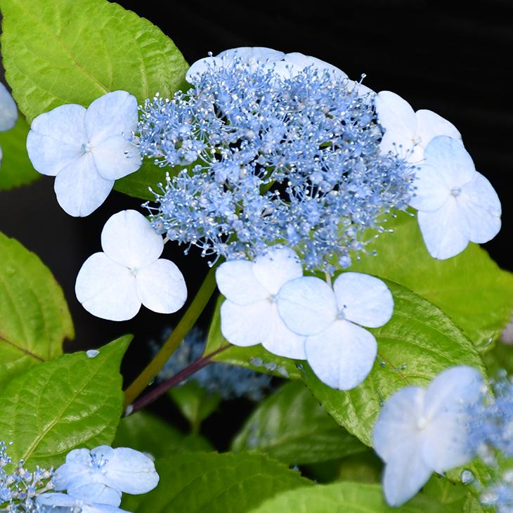 山あじさい４号ポット⭐️5品種⭐️１５ポットセット アジサイ 山紫陽花 苗 【青甘茶】 5号ポット苗 : 苗木の専門店