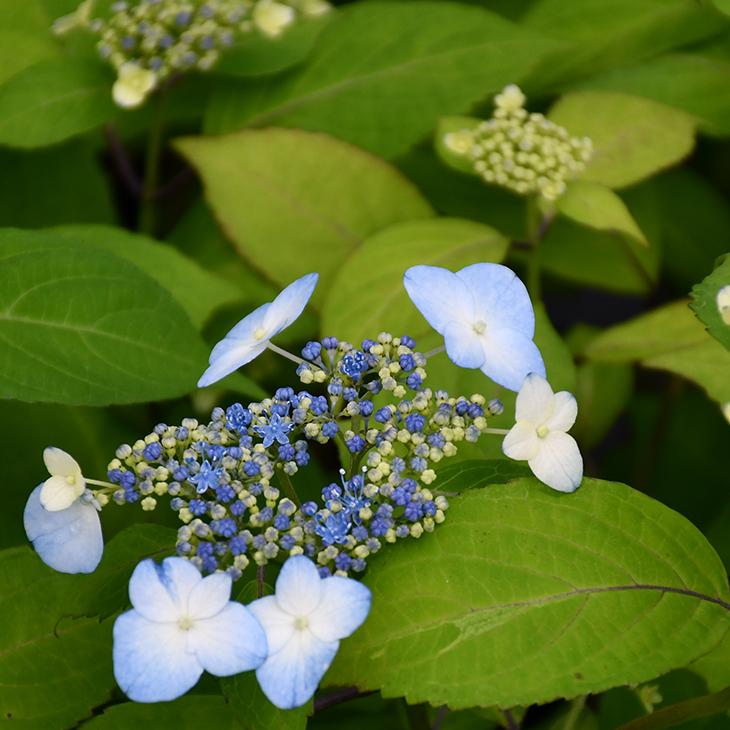 無料発送 アジサイ 山紫陽花 苗 青甘茶 幼苗