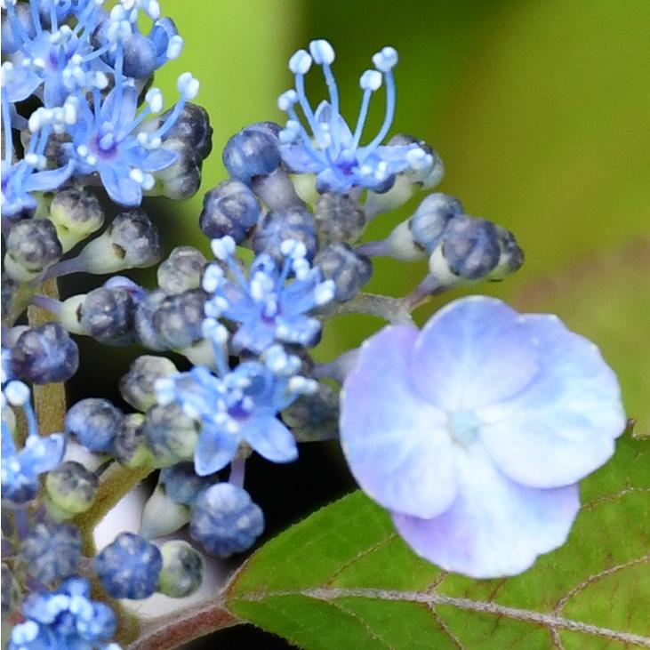 アジサイ 山紫陽花 苗 【小町絞り】 幼苗 : 苗木の専門店