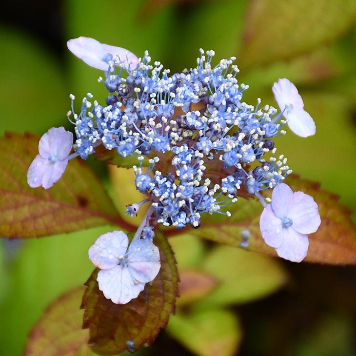 【ご予約者さま確認用】紫陽花　八重•絞り　苗　1,244円/苗 アジサイ 山紫陽花 苗 【小町絞り】 幼苗 : 苗木の専門店