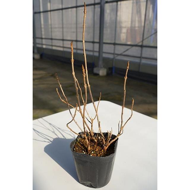 K　　アオモジ山採り苗(小さめ) アオモジ 0.4m 10.5cmポット 苗 : トオヤマグリーン - 通販