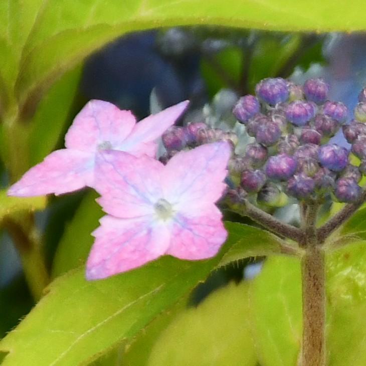 アジサイ 山紫陽花 苗 【伊予十字星】 5号ポット苗 : 苗木の専門店