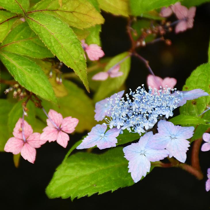 アジサイ 山紫陽花 苗 【伊予十字星】 5号ポット苗 : 苗木の専門店