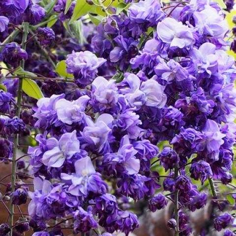 藤 苗 【 八重黒竜藤 】 ポット苗 : 苗木の専門店 グリーンでGO