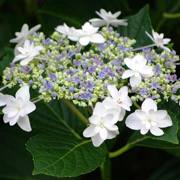 アジサイ 苗 【ガーデンアジサイ シンデレラ】 幼苗 : 苗木の専門店