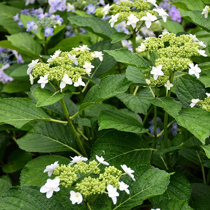 アジサイ 苗 【ガーデンアジサイ シンデレラ】 幼苗 : 苗木の専門店