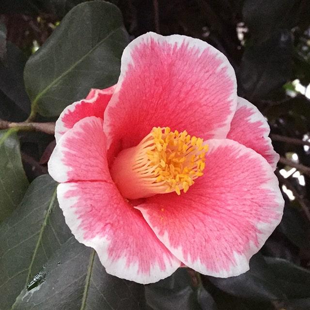 椿ページ Amazon | オリムパス製絲 刺し子キット 椿の花 SK419 | 刺しゅう