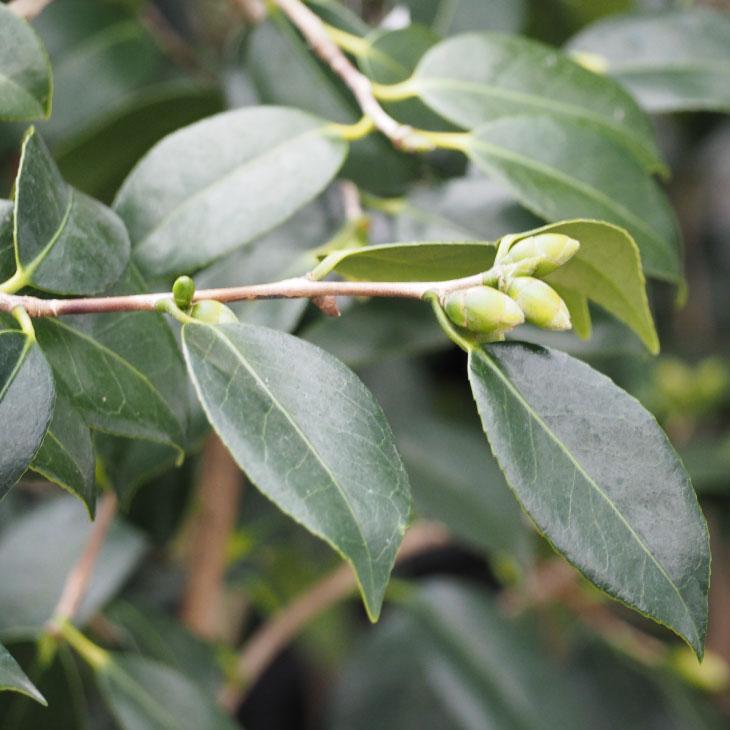 椿ページ 花椿ページ】 椿 TSUBAKI 転写紙 - 商品 | 日本ヴォーグ社