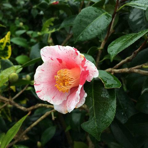 椿 苗木 竜田錦 筒咲き 一重平開咲き 2年生 挿し木苗 Tn06 2s002 01 苗木の専門店 グリーンでgo 通販 Yahoo ショッピング