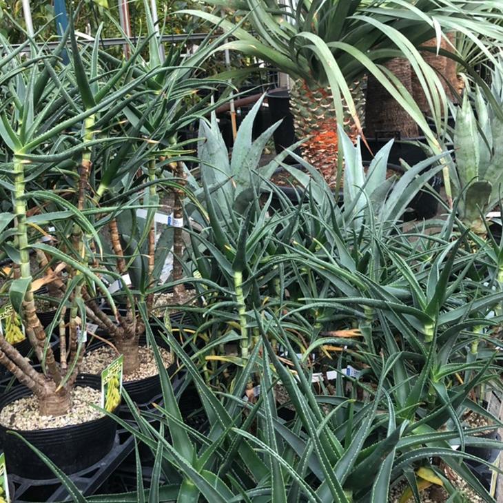 アロエの木 ポット苗 Segurosaurora Com