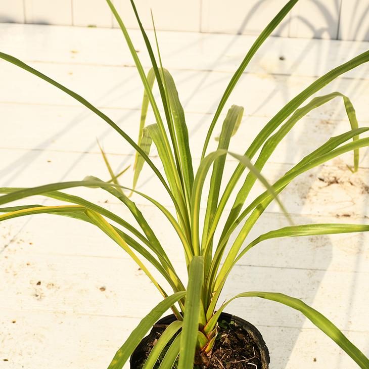 正規激安 現品発送 コルジリネ ニオイシュロラン 青ドラセナ 南国風 庭 木 苗木 観葉植物 植木 庭木 シンボルツリー 常緑樹 Ao 8 肌触りがいい Ihmc21 Com