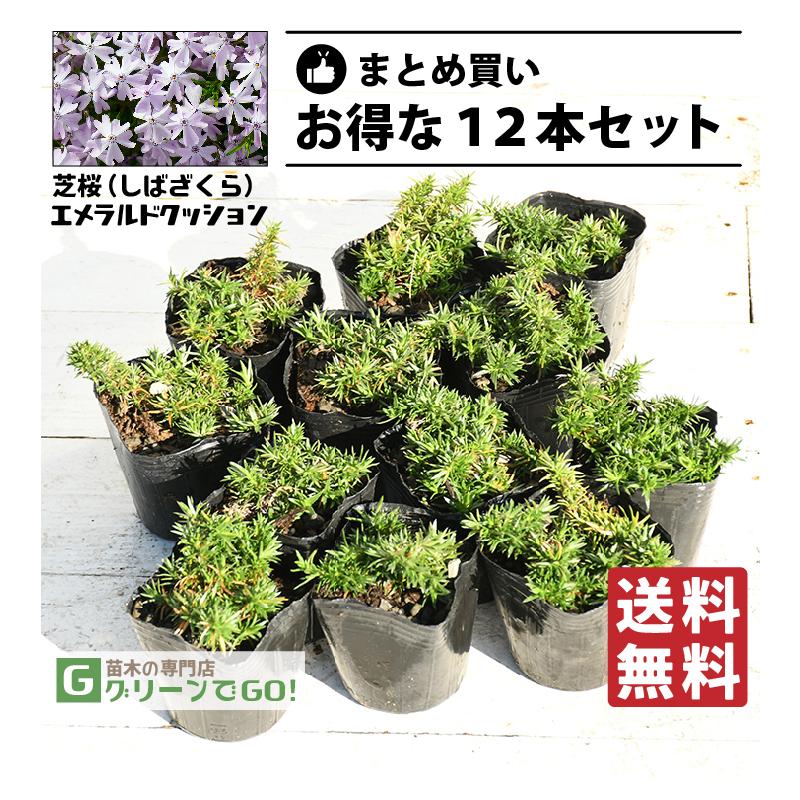 ◇送料無料◇ 芝桜 （シバザクラ） 苗 【エメラルドクッション】 3号