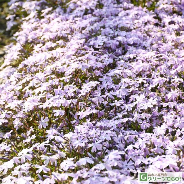 ◇送料無料◇ 芝桜 （シバザクラ） 苗 【エメラルドクッション】 3号