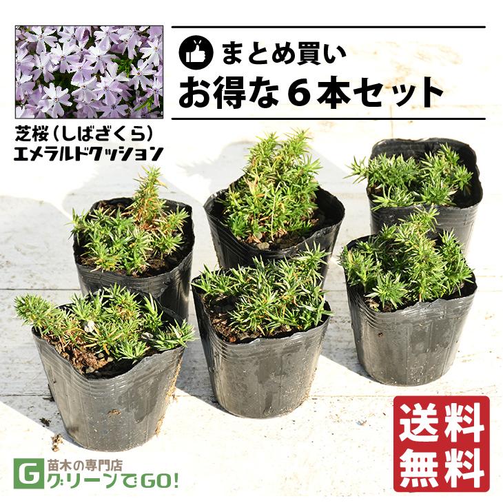 ◇送料無料◇ 芝桜 （シバザクラ） 苗 【エメラルドクッション】 3号