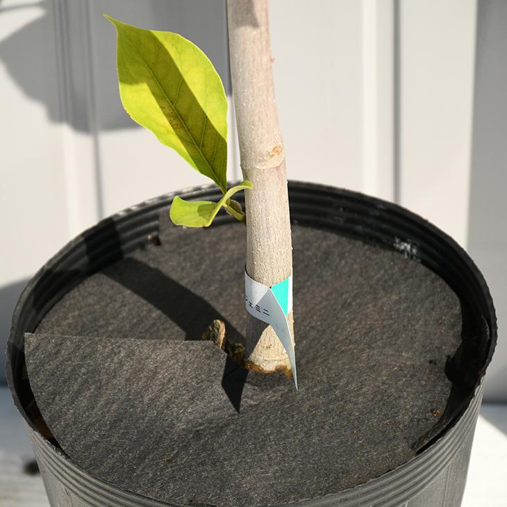 楽天市場】モクレン ジェニー 苗木 6号 ポット植え(z00-2) : 千草園芸