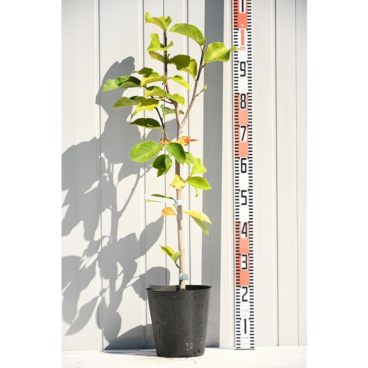 モクレン マグノリア 苗 【ハイブリッドモクレン ジェニー 】 ポット苗