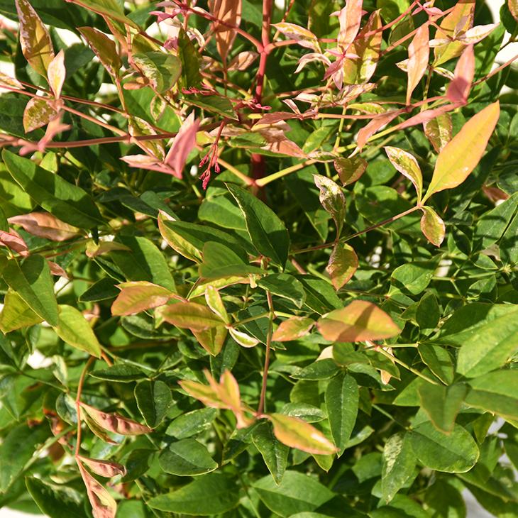 南天 苗 ナンテン トワイライト ポット苗 Tn06 6n999 01 苗木の専門店 グリーンでgo 通販 Yahoo ショッピング