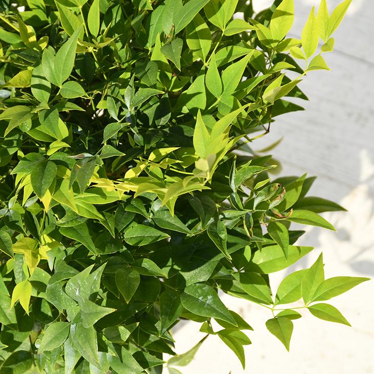 南天 苗 ナンテン レモンライム ポット苗 Tn06 7n999 01 苗木の専門店 グリーンでgo 通販 Yahoo ショッピング