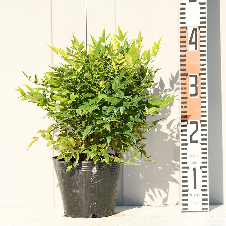 南天 苗 ナンテン レモンライム ポット苗 Tn06 7n999 01 苗木の専門店 グリーンでgo 通販 Yahoo ショッピング