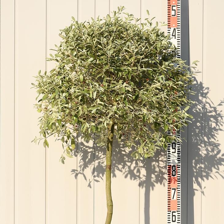 グミの木 苗 【ロシアンオリーブ】 プラスチック鉢植え : 苗木の専門店