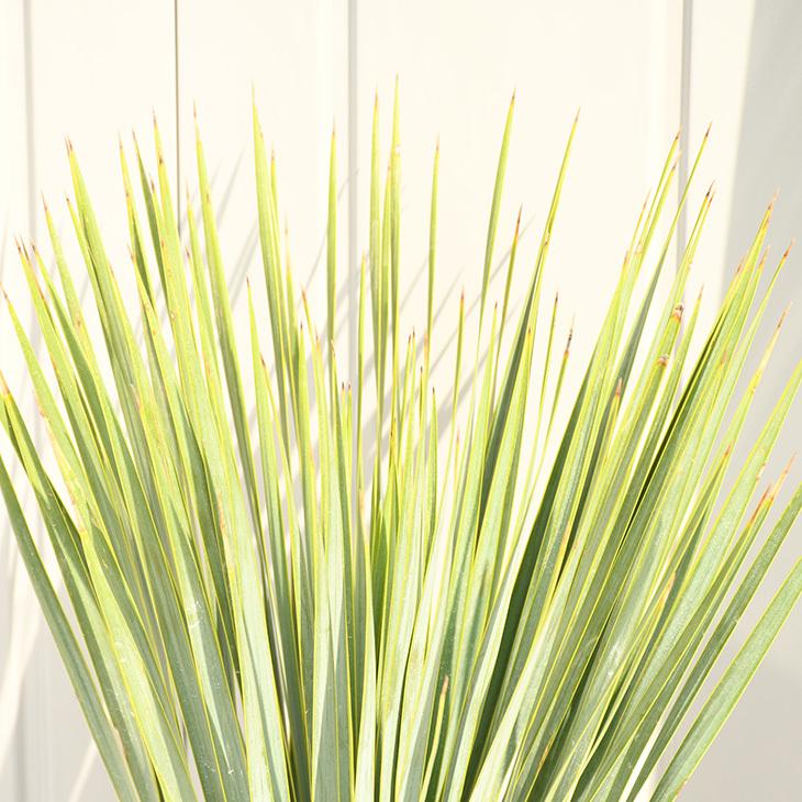 ロストラータ 耐寒性 ユッカの木 苗 【ロストラータ】 約0.6m プラスチック鉢植え