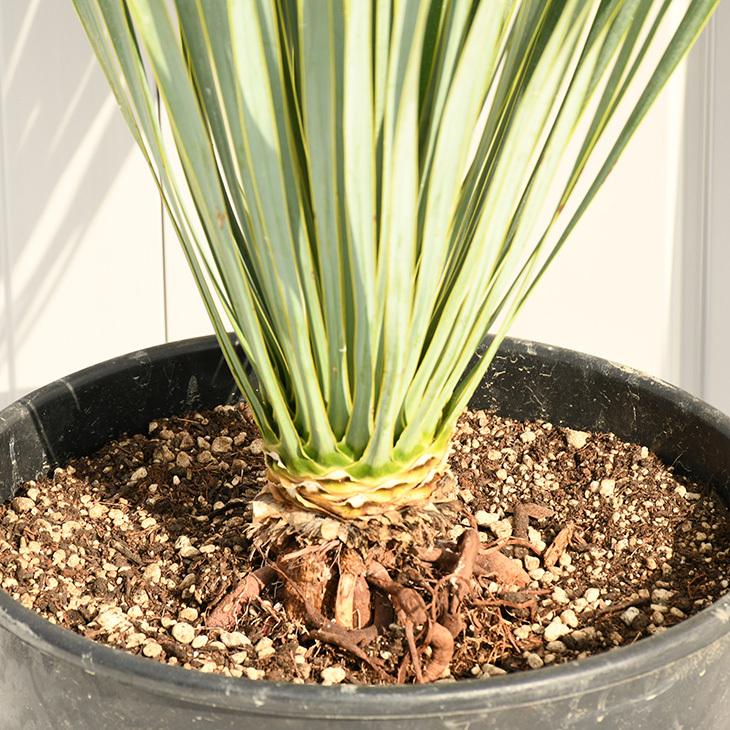 耐寒性 ユッカの木 苗 【ロストラータ】 約0.6m プラスチック鉢植え