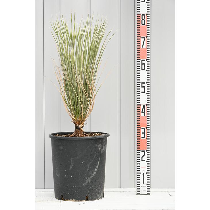 豪華 耐寒性 ユッカの木 苗 エラータ 約0 6m プラスチック鉢植え 新版 Zoetalentsolutions Com