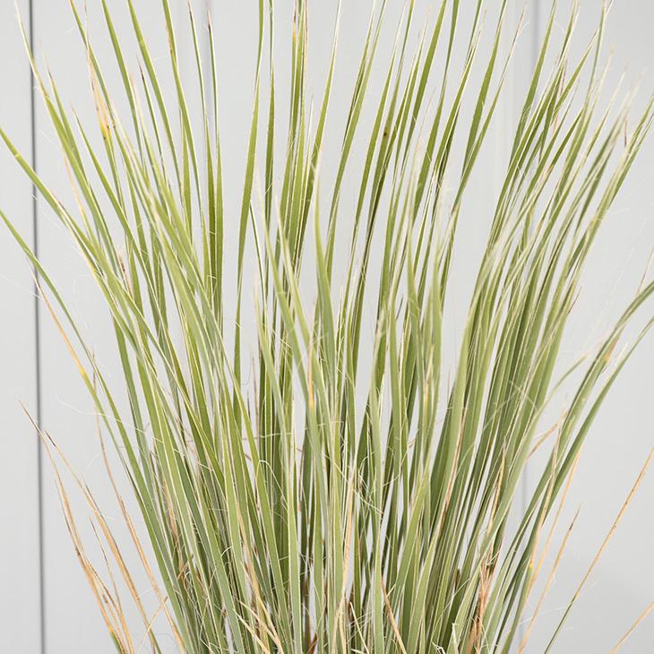耐寒性 ユッカの木 苗 【エラータ】 約0.6m プラスチック鉢植え : 苗木