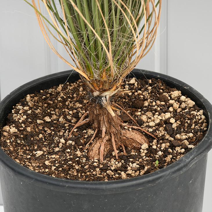 耐寒性 ユッカの木 苗 【エラータ】 約0.6m プラスチック鉢植え : 苗木