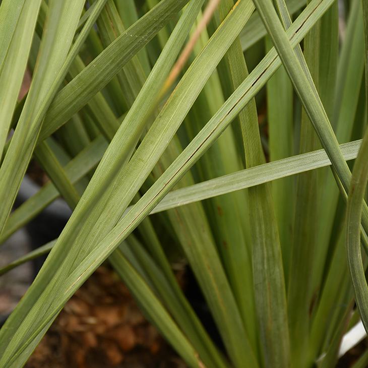 耐寒性 ユッカの木 苗 【ノリナ ネルソニー】 約0.9m プラスチック