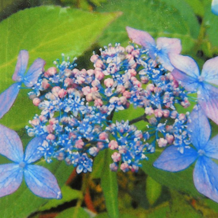 アジサイ 山紫陽花 苗 普賢の華 ふげんのはな 5号ポット苗 Tn06 3n999 01 苗木の専門店 グリーンでgo 通販 Yahoo ショッピング