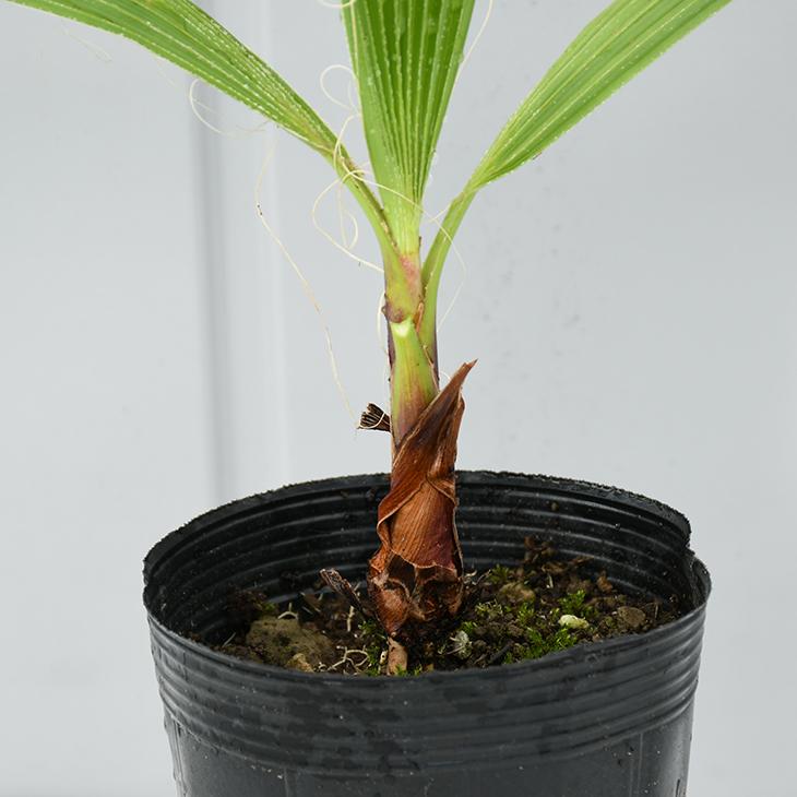 ヤシ 苗木 【ヤシの木 ワシントンヤシ 】 約0.2m 小苗 : 苗木の専門店