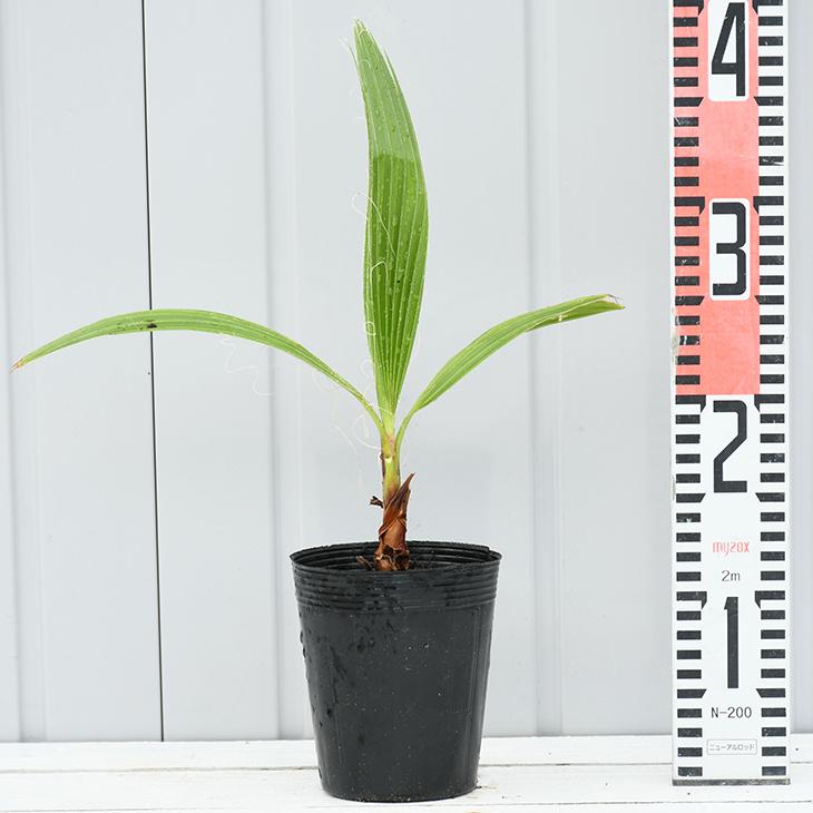 ヤシ 苗木 【ヤシの木 ワシントンヤシ 】 約0.2m 小苗 : 苗木の専門店