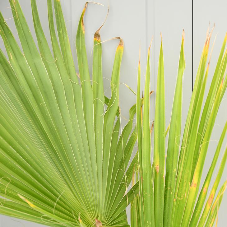 ヤシ 苗木 ヤシの木 ワシントンヤシ 約0 8m ポット苗 Tn06 B80n080 02 苗木の専門店 グリーンでgo 通販 Yahoo ショッピング